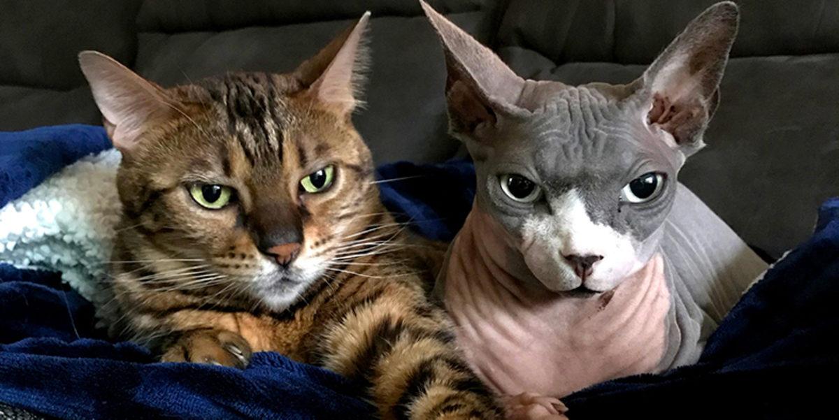 5 Kaplan, 3 Aslan ve 2 Kedinin Koronavirüs Testleri Pozitif Çıktı