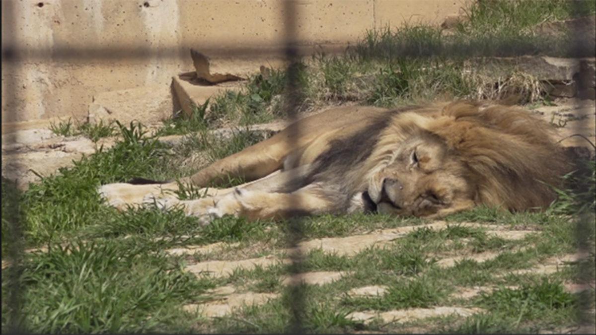 5 Kaplan, 3 Aslan ve 2 Kedinin Koronavirüs Testleri Pozitif Çıktı