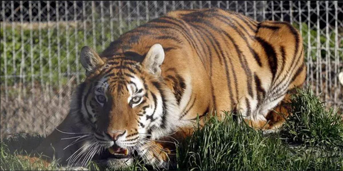 5 Kaplan, 3 Aslan ve 2 Kedinin Koronavirüs Testleri Pozitif Çıktı