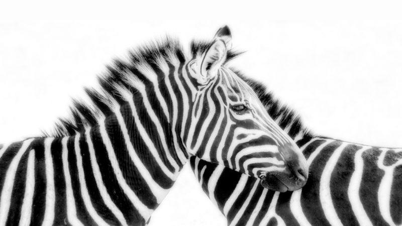 Sadece ’Takıntı’dan İbaret Sanılan Simetrinin Bilim İçin Muazzam Önemi