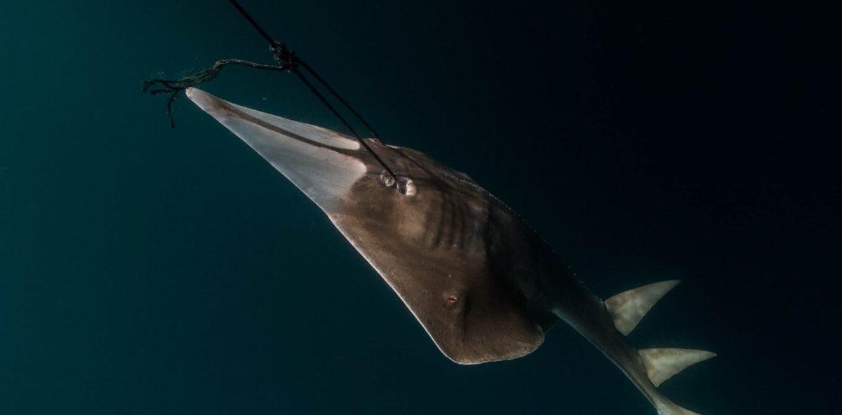 Uluslararası Doğa Koruma Birliği: 28.000’den Fazla Tür Tehdit Altında