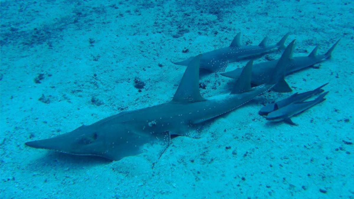 Uluslararası Doğa Koruma Birliği: 28.000’den Fazla Tür Tehdit Altında