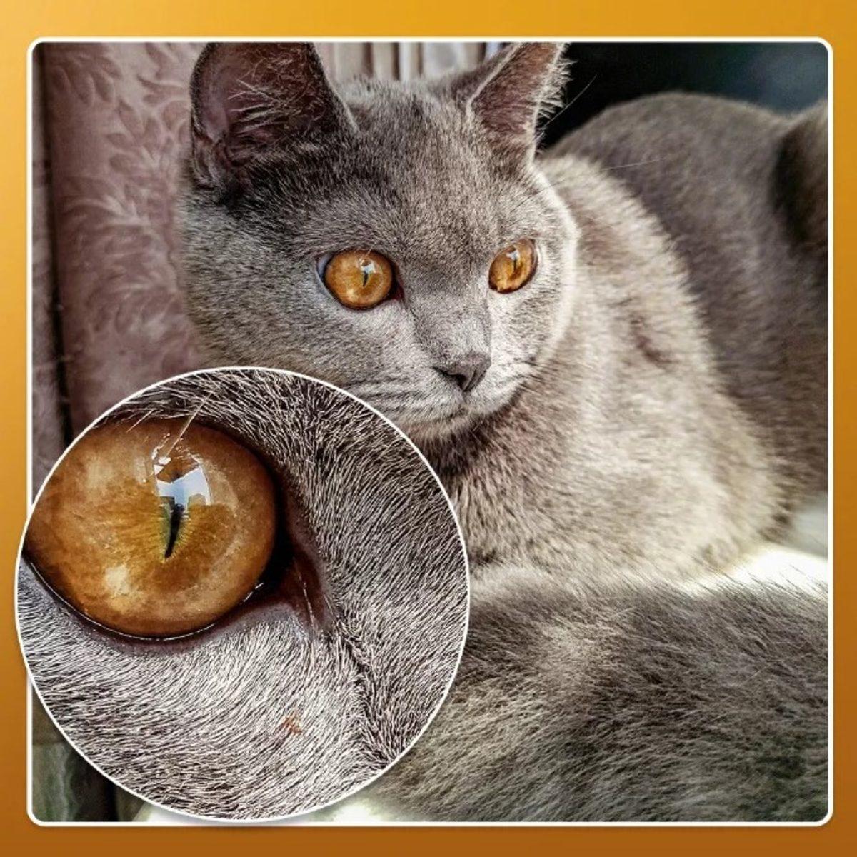 Redmi, Dünyanın İlk 64 MP Kameralı Telefonundan Fotoğraf Örneği Paylaştı