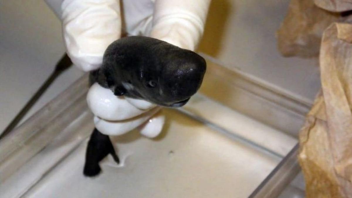 Karanlıkta Parlayan Minik bir Köpekbalığı Türü Bulundu