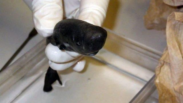 Karanlıkta Parlayan Minik bir Köpekbalığı Türü Bulundu