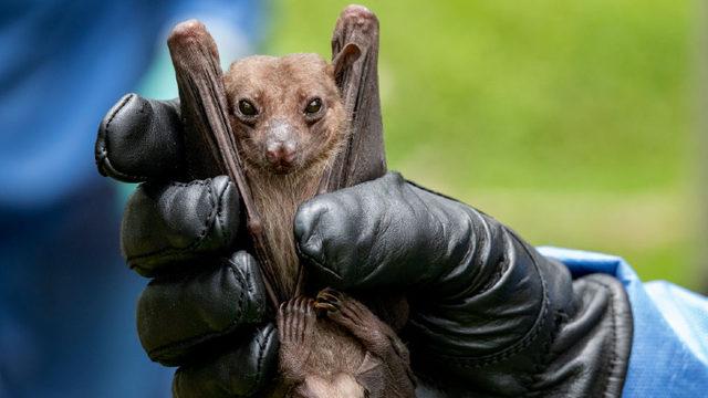 Bilim İnsanlarına Göre Koronavirüsler ve Yarasalar, Milyonlarca Yıl Birlikte Evrimleşti