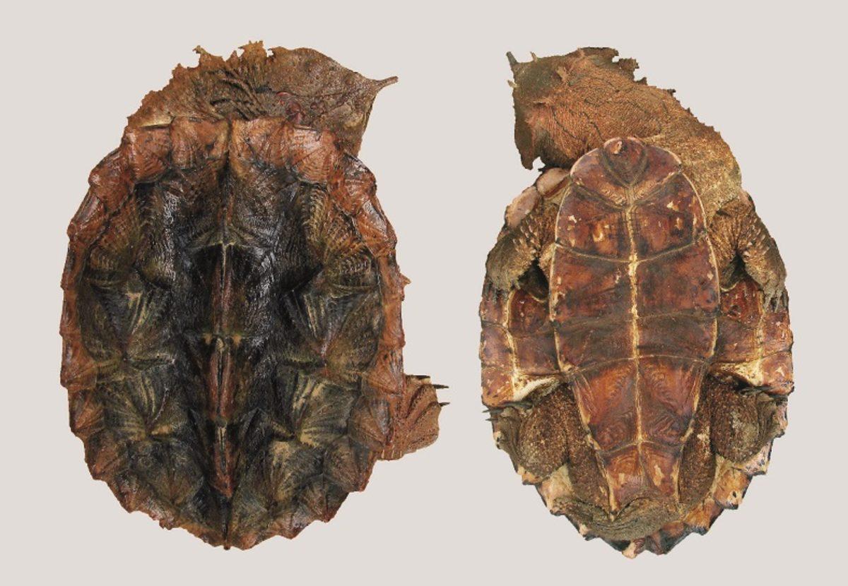 Bilim İnsanları, Yosunlu Kayaya Benzeyen Yeni Bir Kaplumbağa Türü Keşfetti