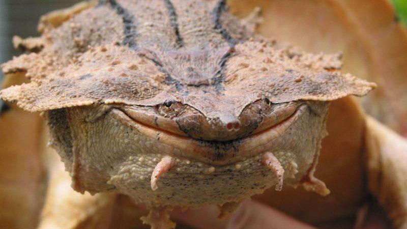Bilim İnsanları, Yosunlu Kayaya Benzeyen Yeni Bir Kaplumbağa Türü Keşfetti