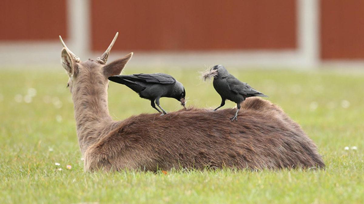 Dinozorların Nesli Tükendikten Sonra Kuşların Beyninin Büyüdüğü Keşfedildi