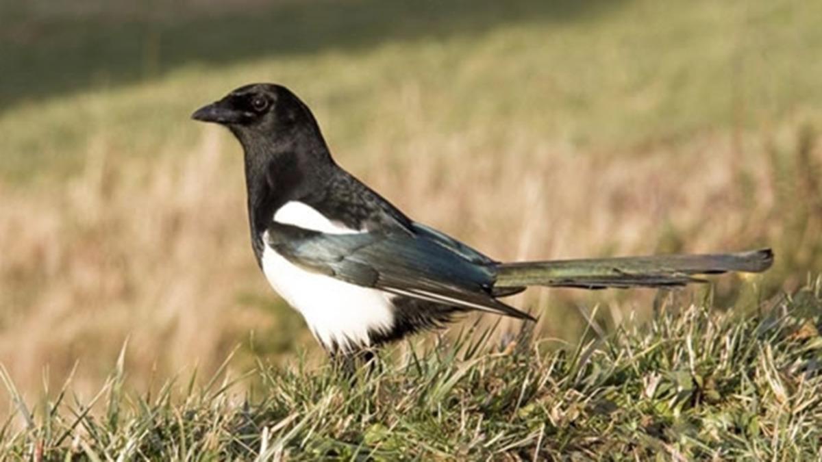 Dinozorların Nesli Tükendikten Sonra Kuşların Beyninin Büyüdüğü Keşfedildi
