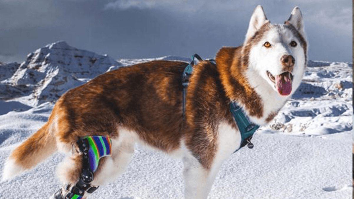 Kişinin Hayatını Değiştiren 8 Mucize Protez Buluşu