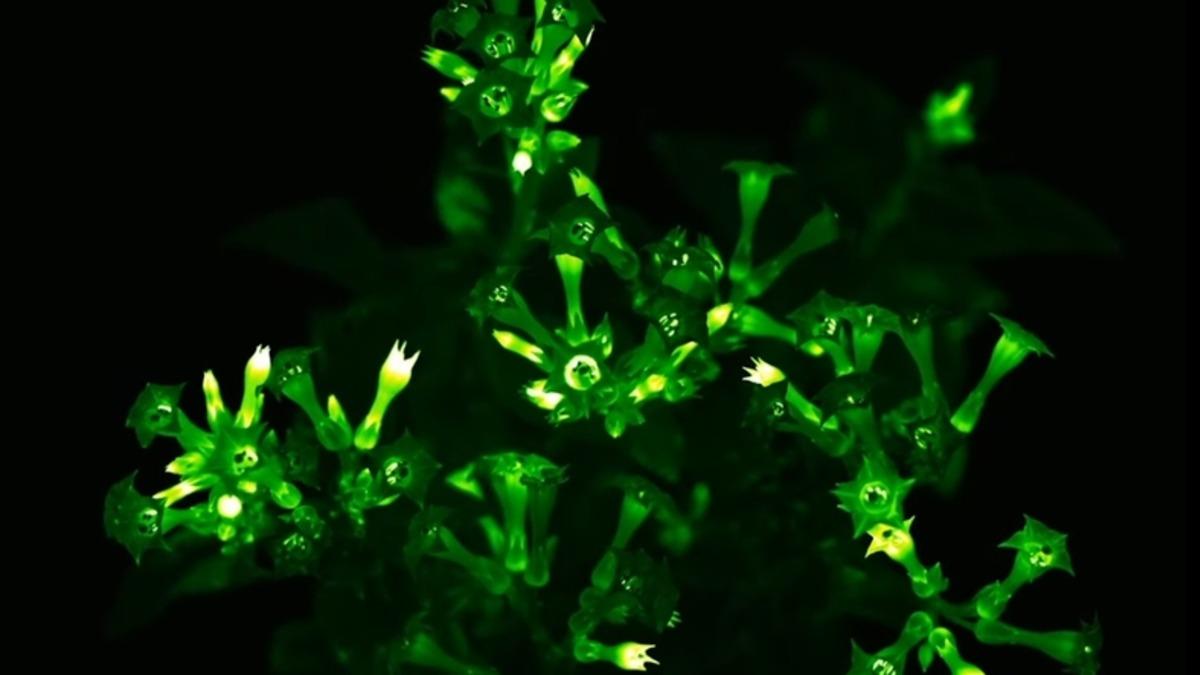 Bilim İnsanları, Tüm Hayatı Boyunca Parlayan Bitki Üretmeyi Başardı
