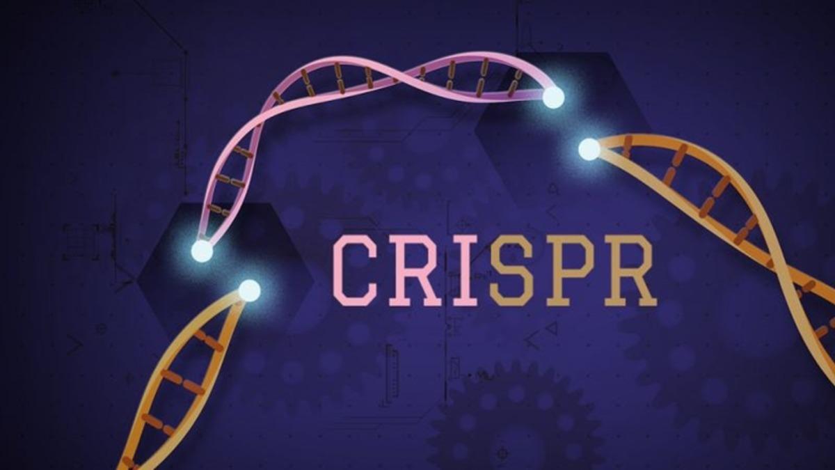 CRISPR ile Gerçekleştirilen Tedavilerin İnsanlar İçin Güvenli Olduğu Kanıtlandı