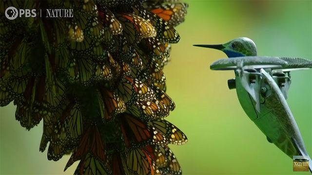 Sinek Kuşu Şeklindeki Bir Drone ile Kral Kelebeklerin Çarpıcı Görüntüleri (Video)