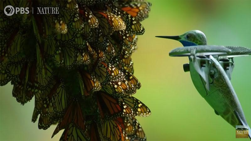 Sinek Kuşu Şeklindeki Bir Drone ile Kral Kelebeklerin Çarpıcı Görüntüleri (Video)