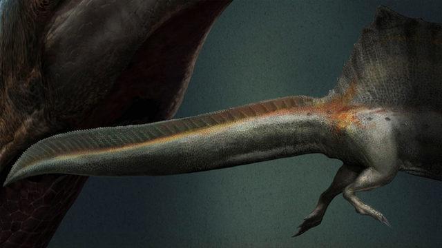 Yeni Keşif, Spinosaurusların Yüzen Dinozorlar Olduğunu Doğruluyor
