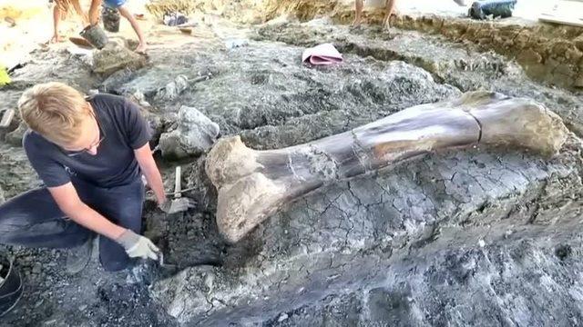 2 Metre Boyunda, 500 Kiloluk Dev Bir Dinozor Kemiği Bulundu