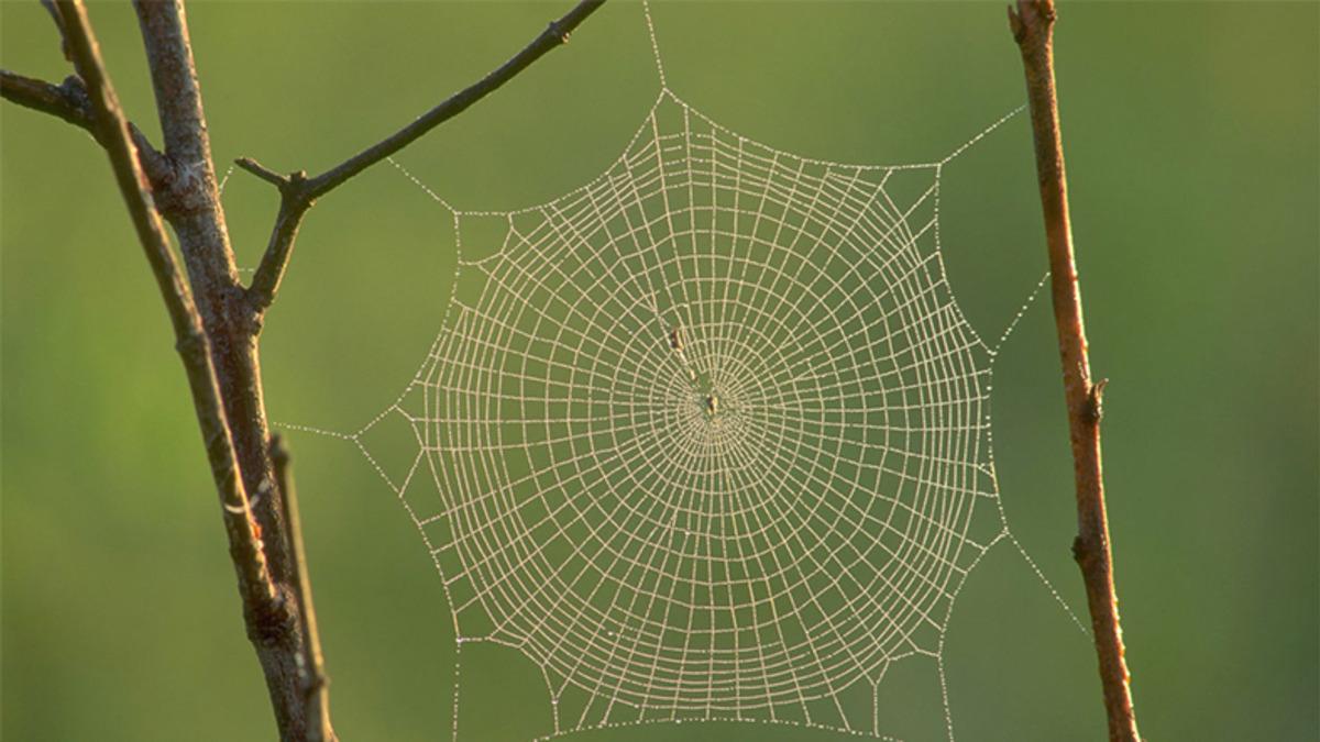 Bilinen En Dayanıklı Örümcek Ağında Yeni Bir Protein Keşfedildi