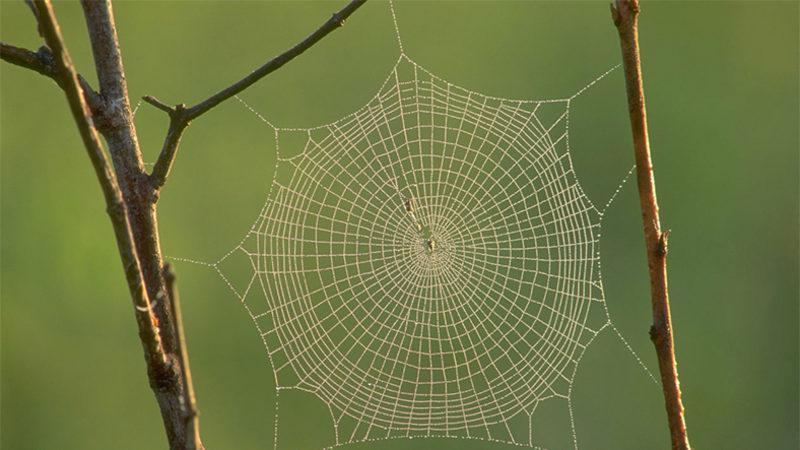 Bilinen En Dayanıklı Örümcek Ağında Yeni Bir Protein Keşfedildi