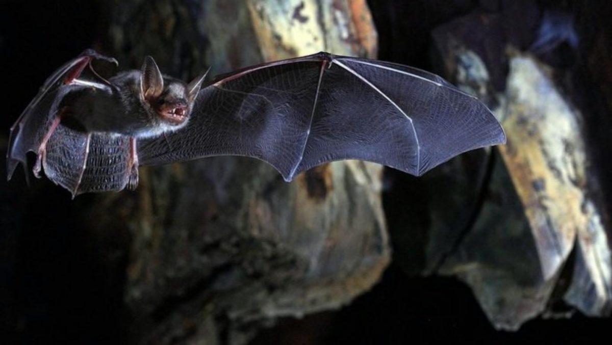 Yarasa Kadın Lakaplı Virolog, Yeni Koronavirüs Salgını İçin 2018’de Uyarıda Bulunmuş
