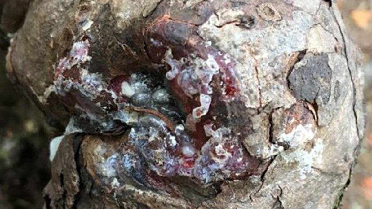 Ağaçlar Hakkında Tüm Bildiklerimizi Sorgulatacak Zombi Ağaç Keşfi Yapıldı