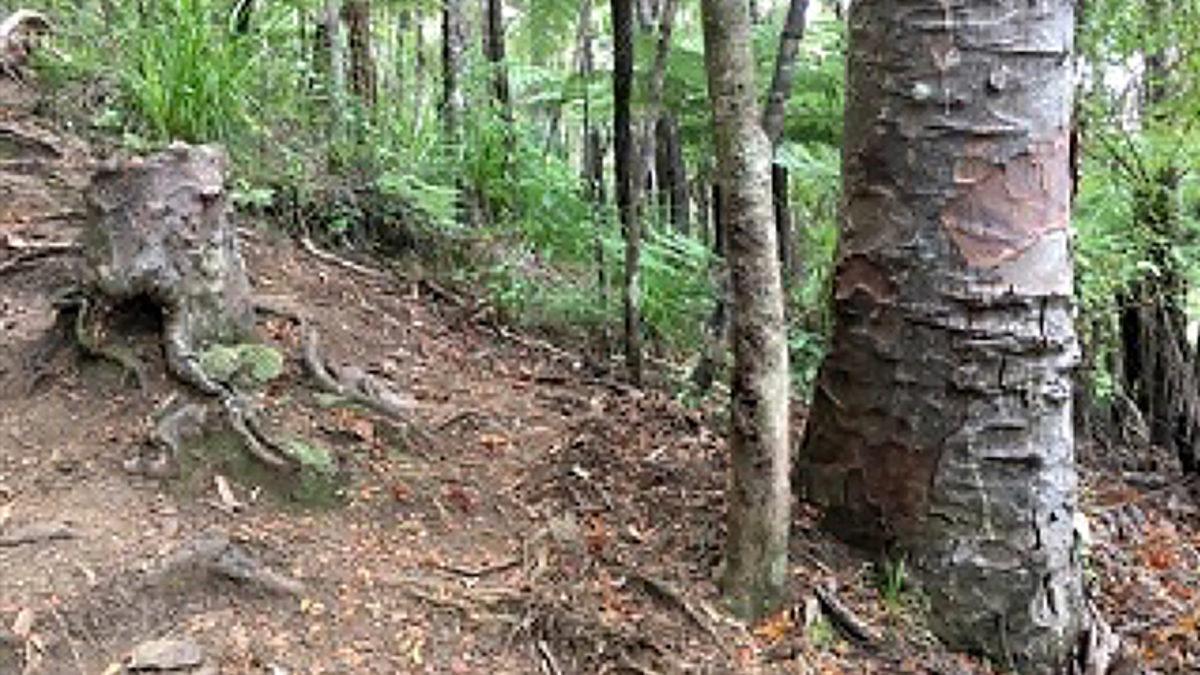 Ağaçlar Hakkında Tüm Bildiklerimizi Sorgulatacak Zombi Ağaç Keşfi Yapıldı