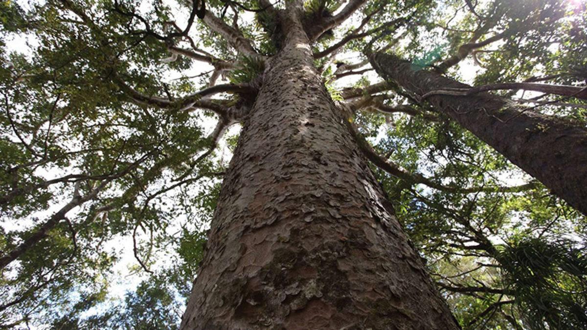 Ağaçlar Hakkında Tüm Bildiklerimizi Sorgulatacak Zombi Ağaç Keşfi Yapıldı