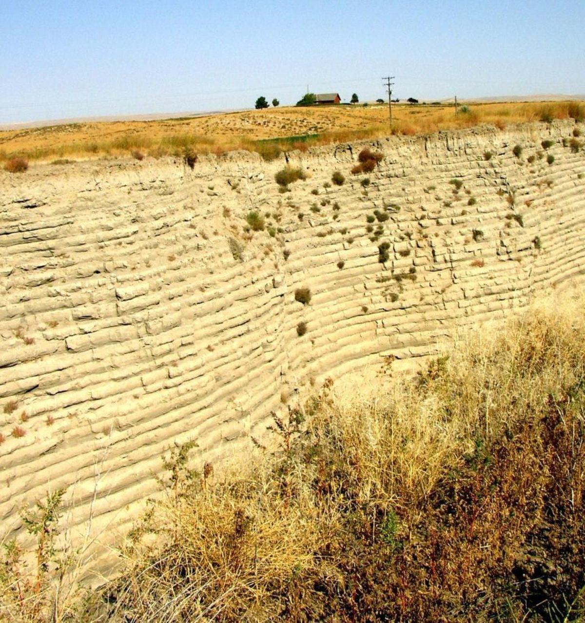 Uydumuz Ay’ın Genetiğimizi Değiştirdiğini Kanıtlayan Hayvan Türü
