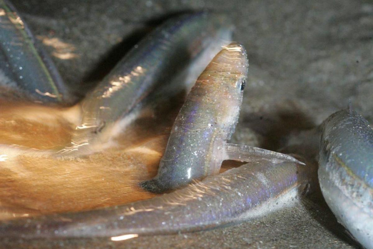 Uydumuz Ay’ın Genetiğimizi Değiştirdiğini Kanıtlayan Hayvan Türü