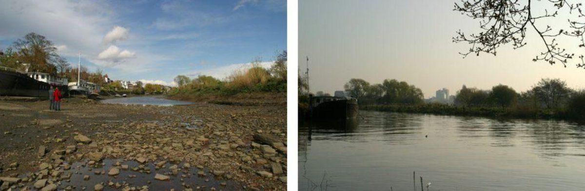 Uydumuz Ay’ın Genetiğimizi Değiştirdiğini Kanıtlayan Hayvan Türü