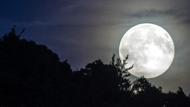 Uydumuz Ay’ın Genetiğimizi Değiştirdiğini Kanıtlayan Hayvan Türü