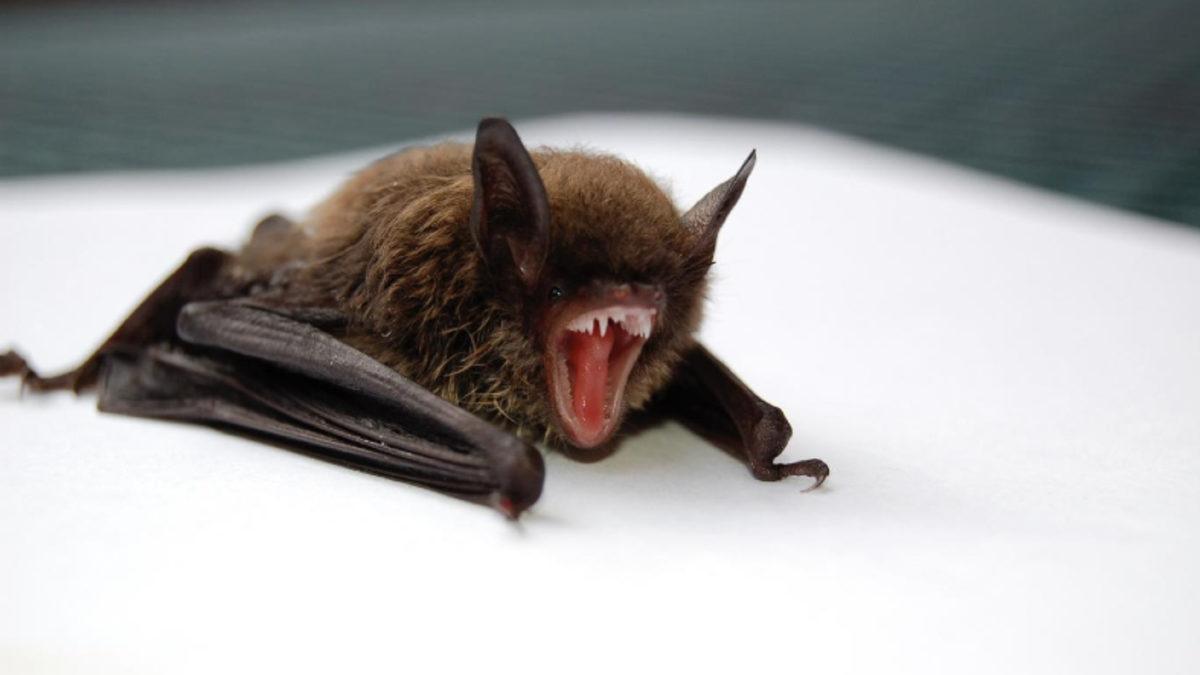 Bilim İnsanları, Virüs Taşıyan Yarasaların Neden Hasta Olmadığını Açıkladı