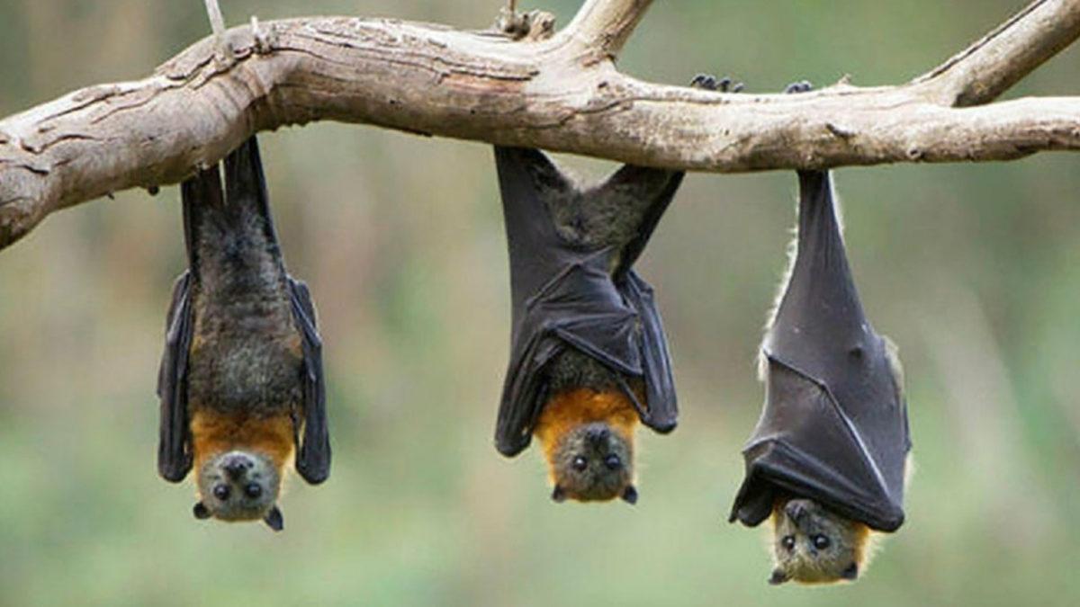 Bilim İnsanları, Virüs Taşıyan Yarasaların Neden Hasta Olmadığını Açıkladı