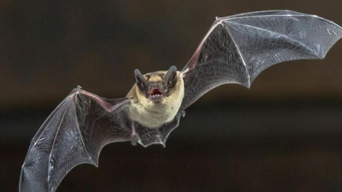 Bilim İnsanları, Virüs Taşıyan Yarasaların Neden Hasta Olmadığını Açıkladı