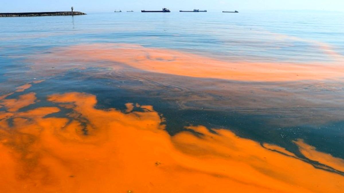 Marmara Denizi’ni Kızıla Döndüren Olay: Alg Patlaması