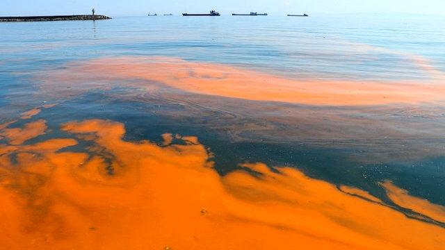 Marmara Denizi’ni Kızıla Döndüren Olay: Alg Patlaması
