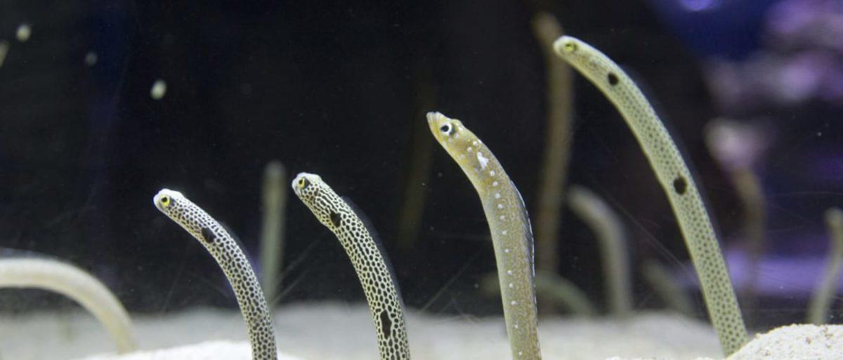 Japonya’daki Akvaryumdan İlginç İstek: Yılan Balıklarıyla Video Konferans Yapın