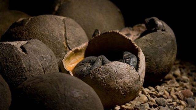 Çin’de Bir Çocuk, 66 Milyon Yıllık Dinozor Yumurtası Buldu