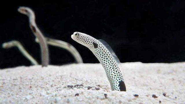 Japonya’daki Akvaryumdan İlginç İstek: Yılan Balıklarıyla Video Konferans Yapın