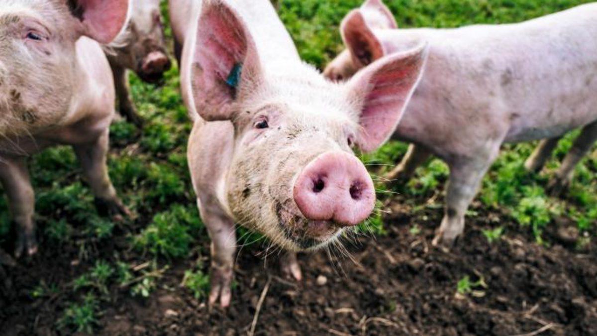 Japonya, İnsan-Hayvan Hibritlerinin Doğmasına İzin Verdi