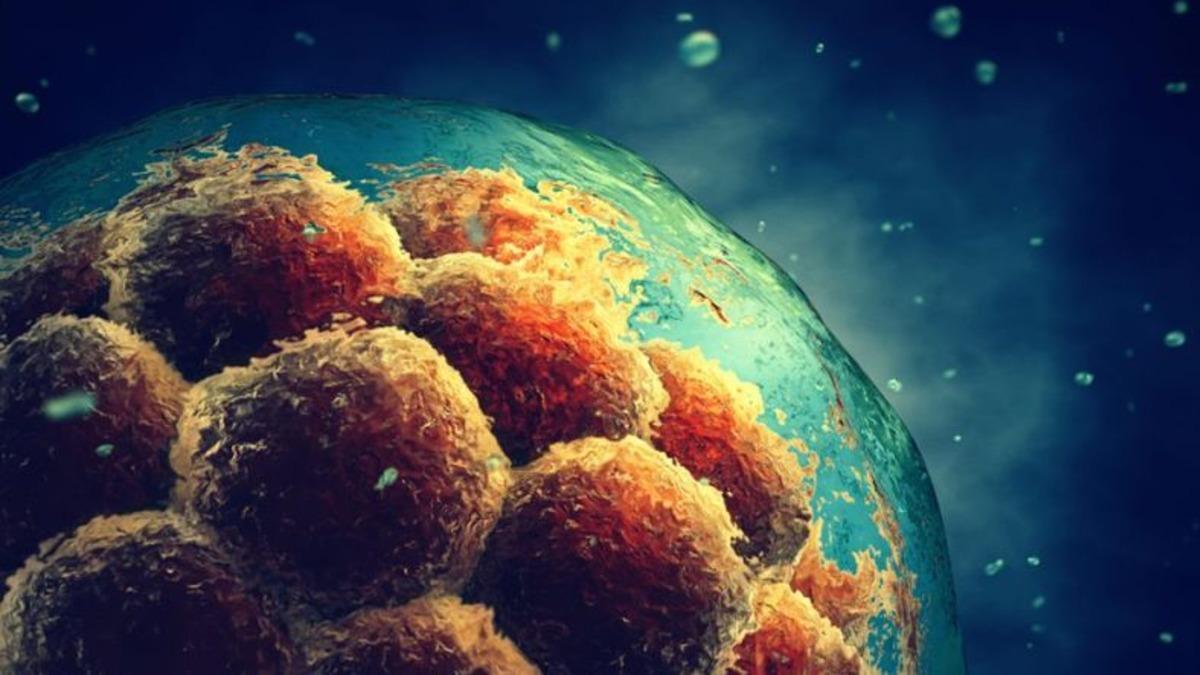 Japonya, İnsan-Hayvan Hibritlerinin Doğmasına İzin Verdi