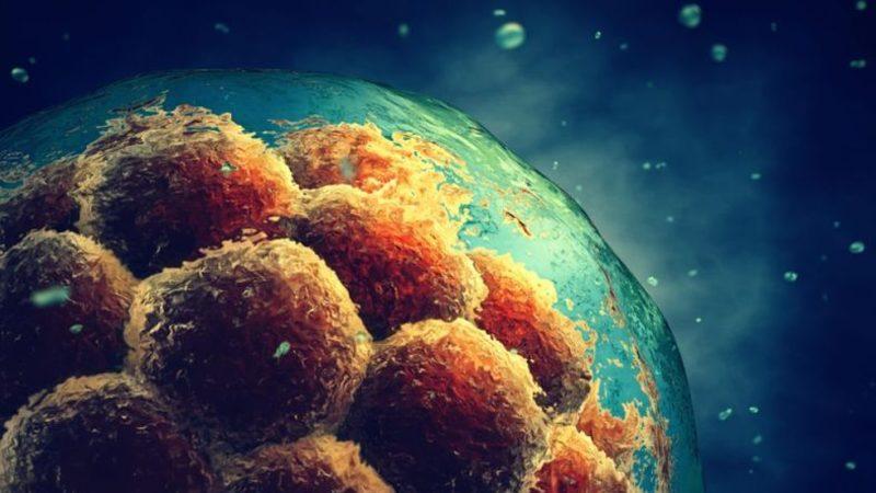 Japonya, İnsan-Hayvan Hibritlerinin Doğmasına İzin Verdi