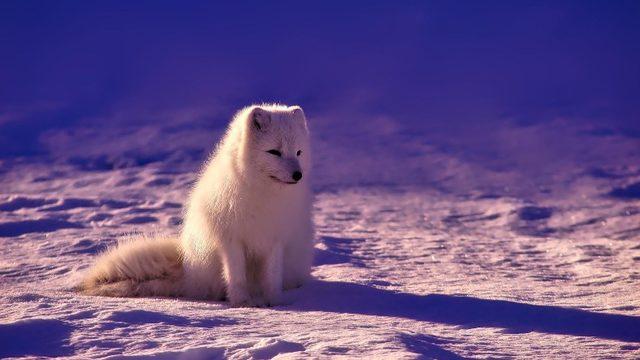 Buzullardaki Erimeyi Ortaya Koyan Acı Ama Gerçek Uydu Verileri