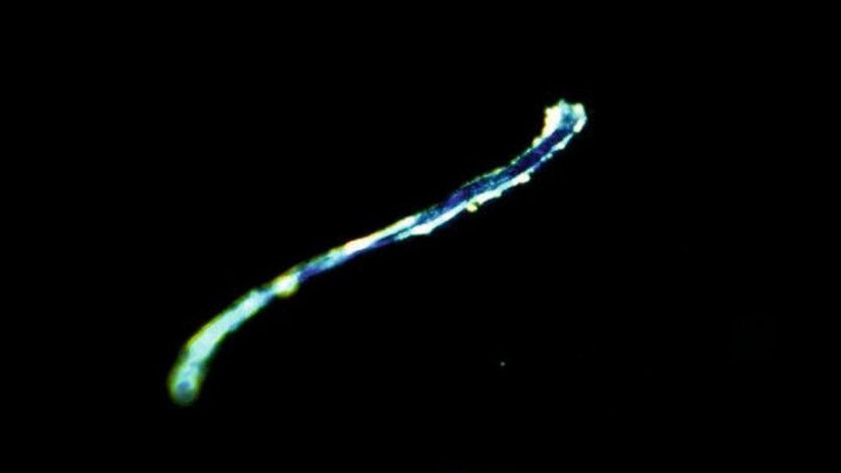 Araştırmacılar, Deniz Tabanında Görülmüş En Büyük Mikroplastik Yığınını Keşfetti