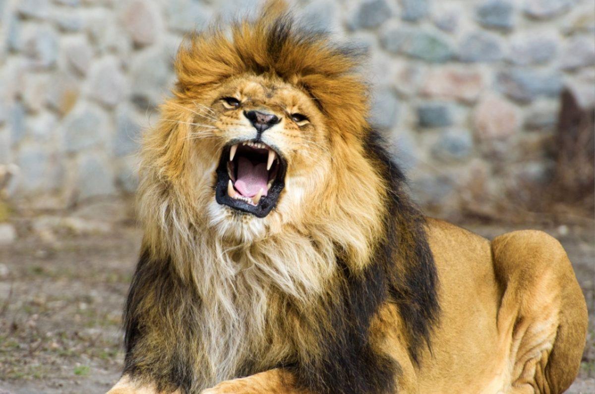 Dünyanın En Güçlü Isırığına Sahip 10 Hayvan