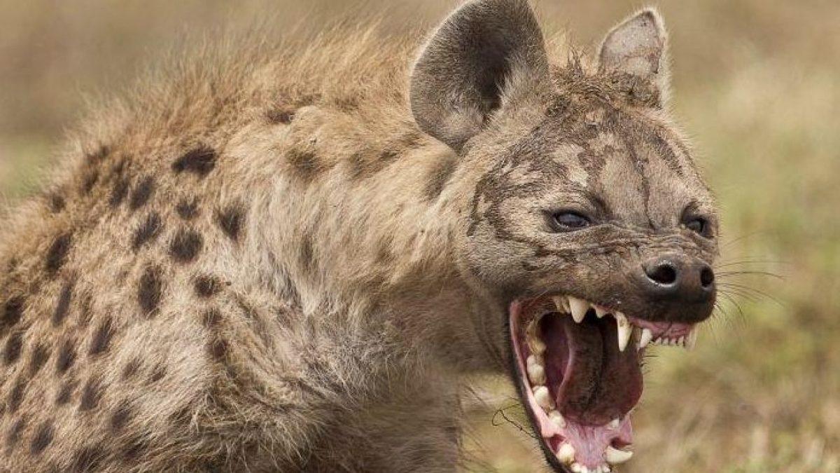 Dünyanın En Güçlü Isırığına Sahip 10 Hayvan