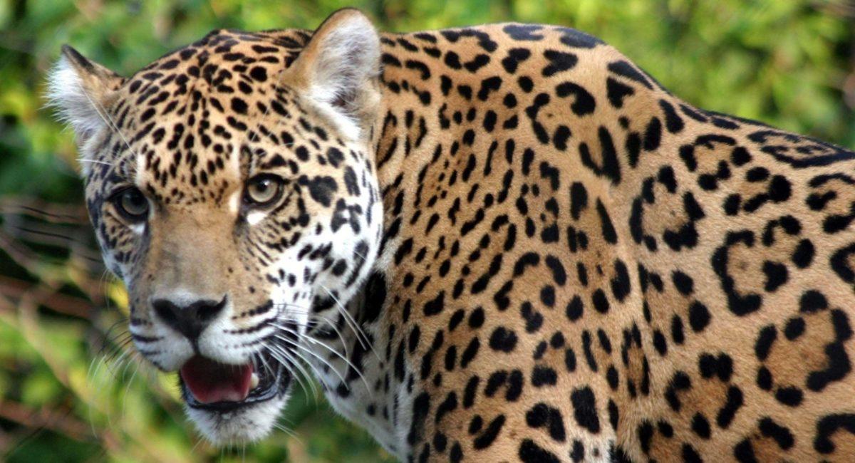 Dünyanın En Güçlü Isırığına Sahip 10 Hayvan