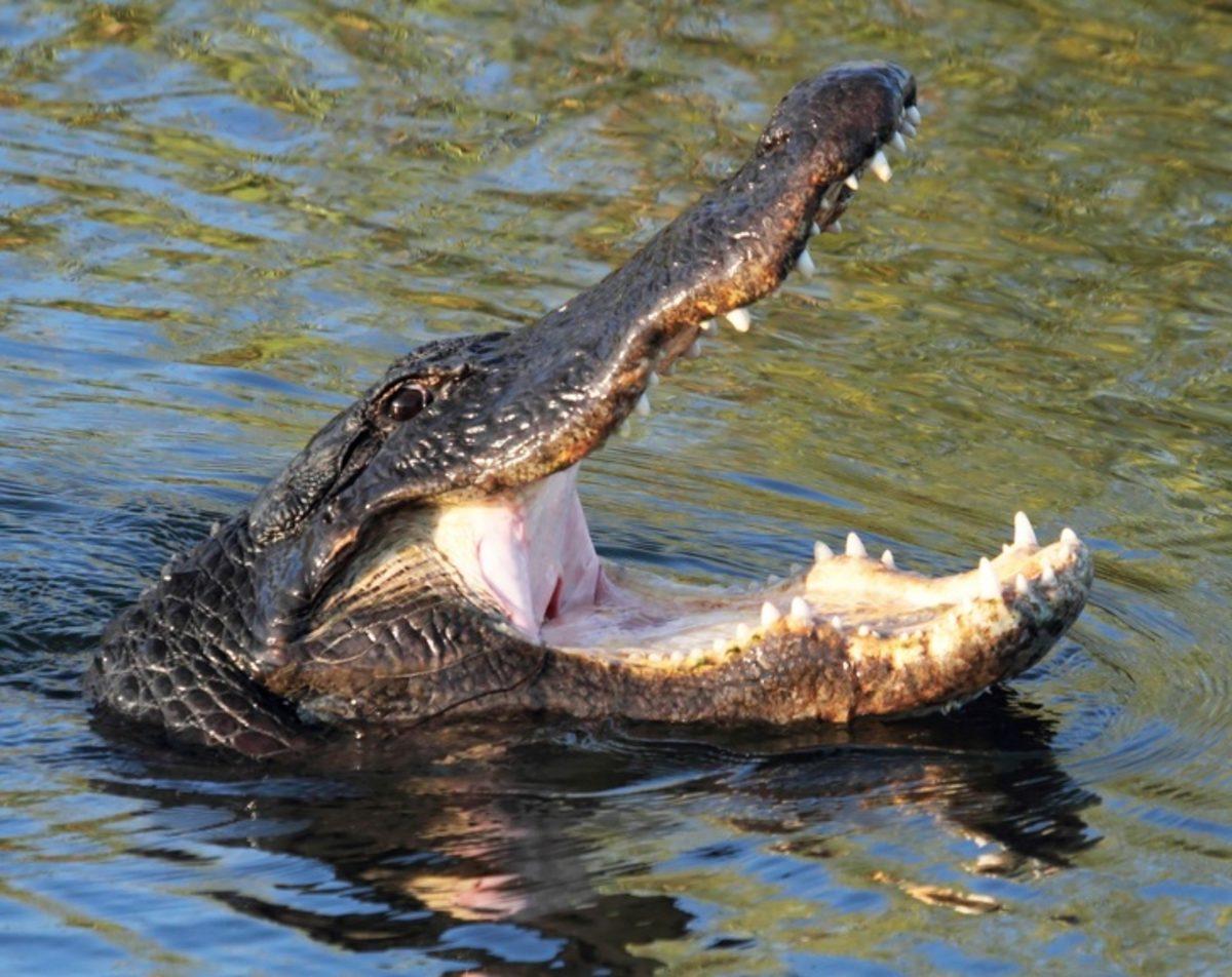 Dünyanın En Güçlü Isırığına Sahip 10 Hayvan