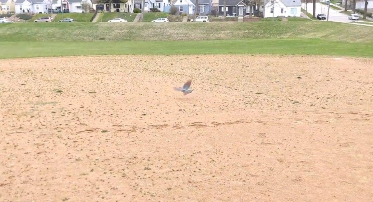 Bir Adamın Evinde Yakalayıp Dışarı Saldığı Fare, Vahşi Doğanın Gazabına Uğradı (Video)