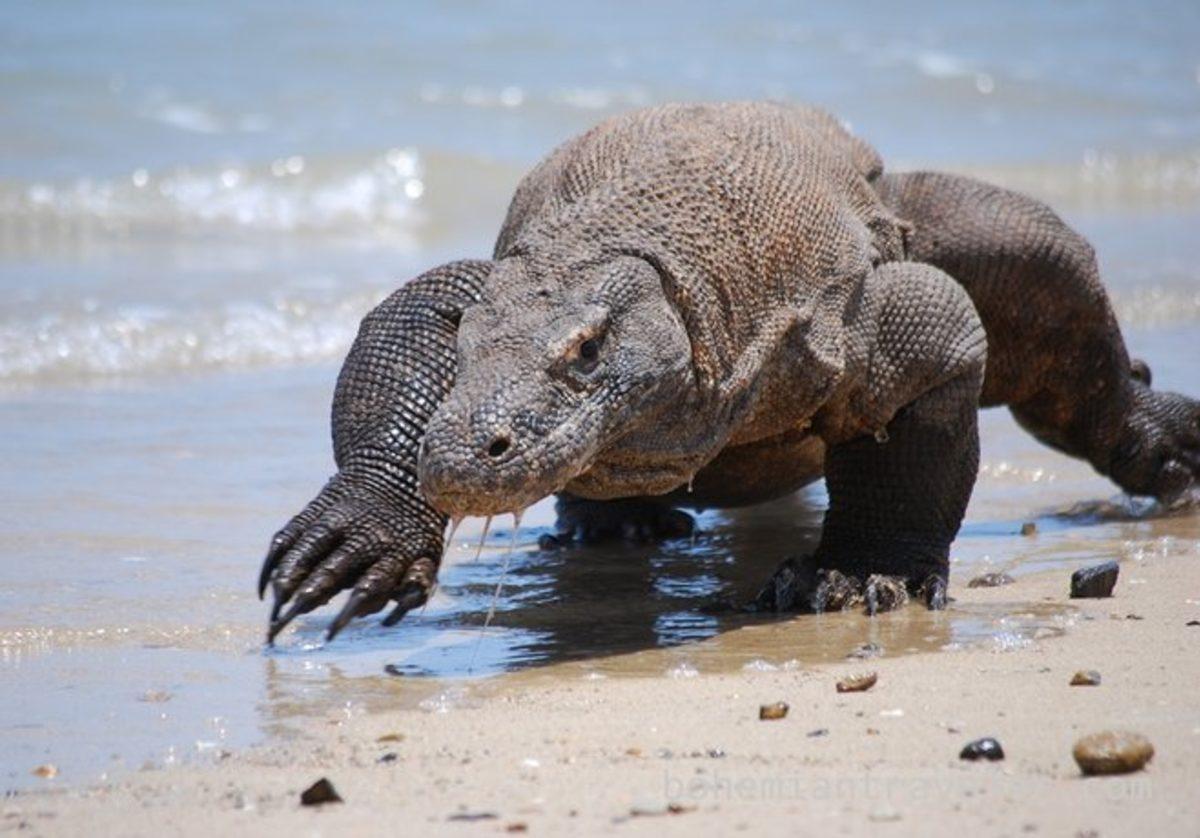 Araştırmacılar, Komodo Ejderlerinin Sırrını Açıklamaya Bir Adım Daha Yaklaştı